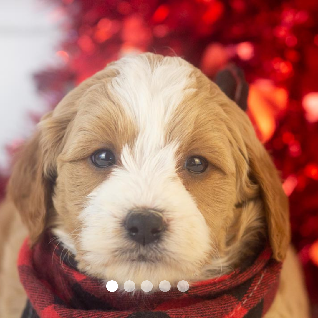 Copy of FBP Design.png