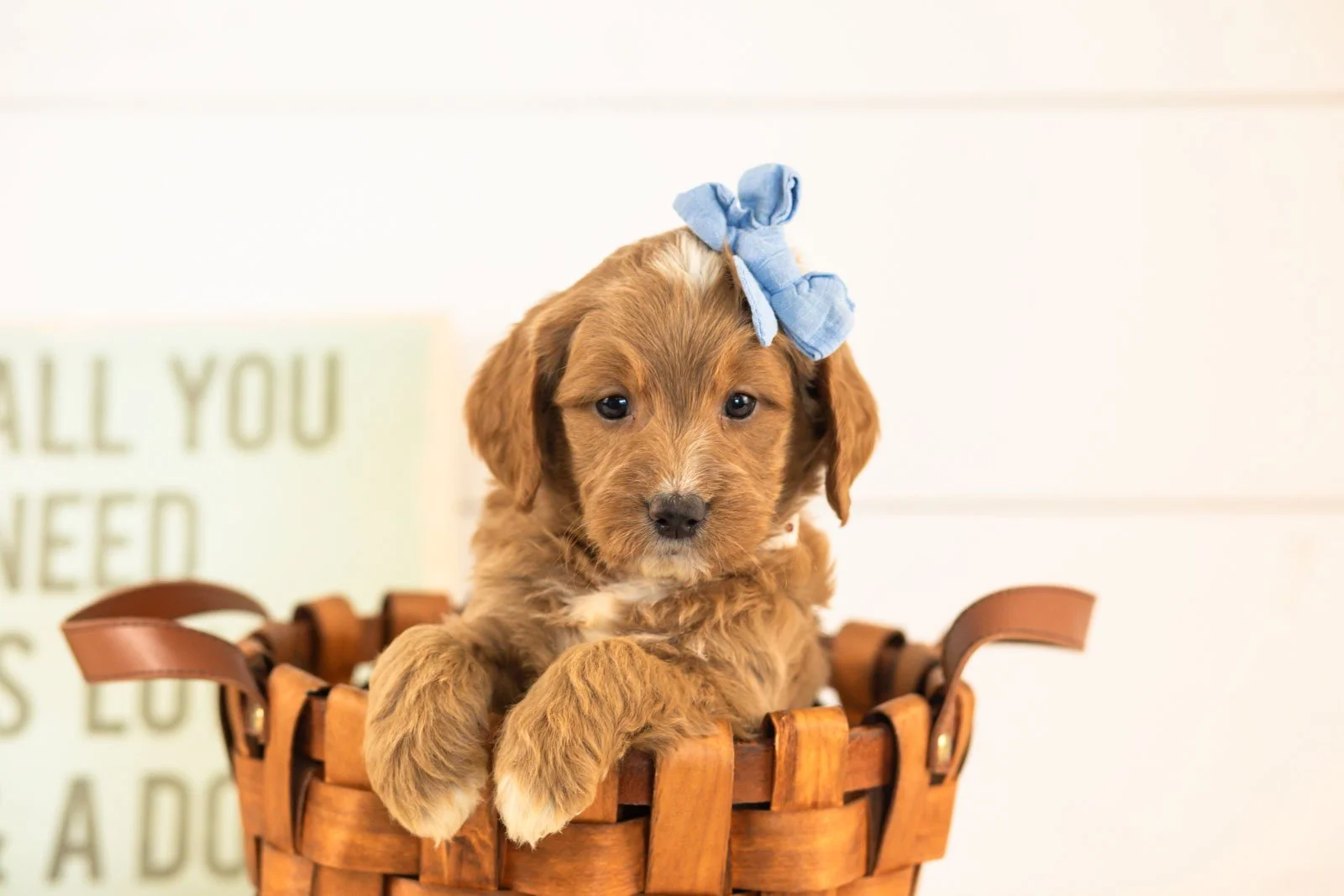 Veah goldendoodle for sale(3).jpg
