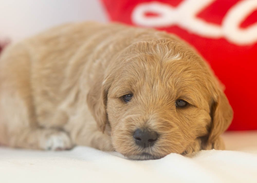 matcha goldendoodle for sale(2).jpg