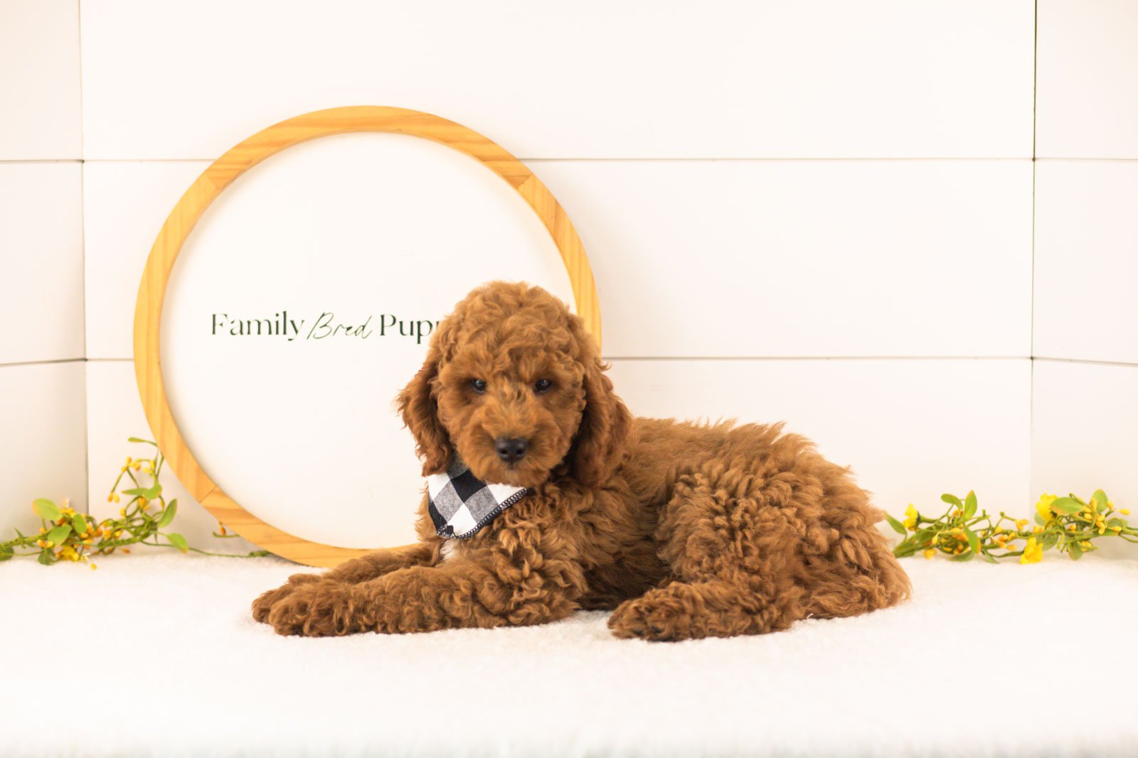 Glacier goldendoodle for sale.jpg
