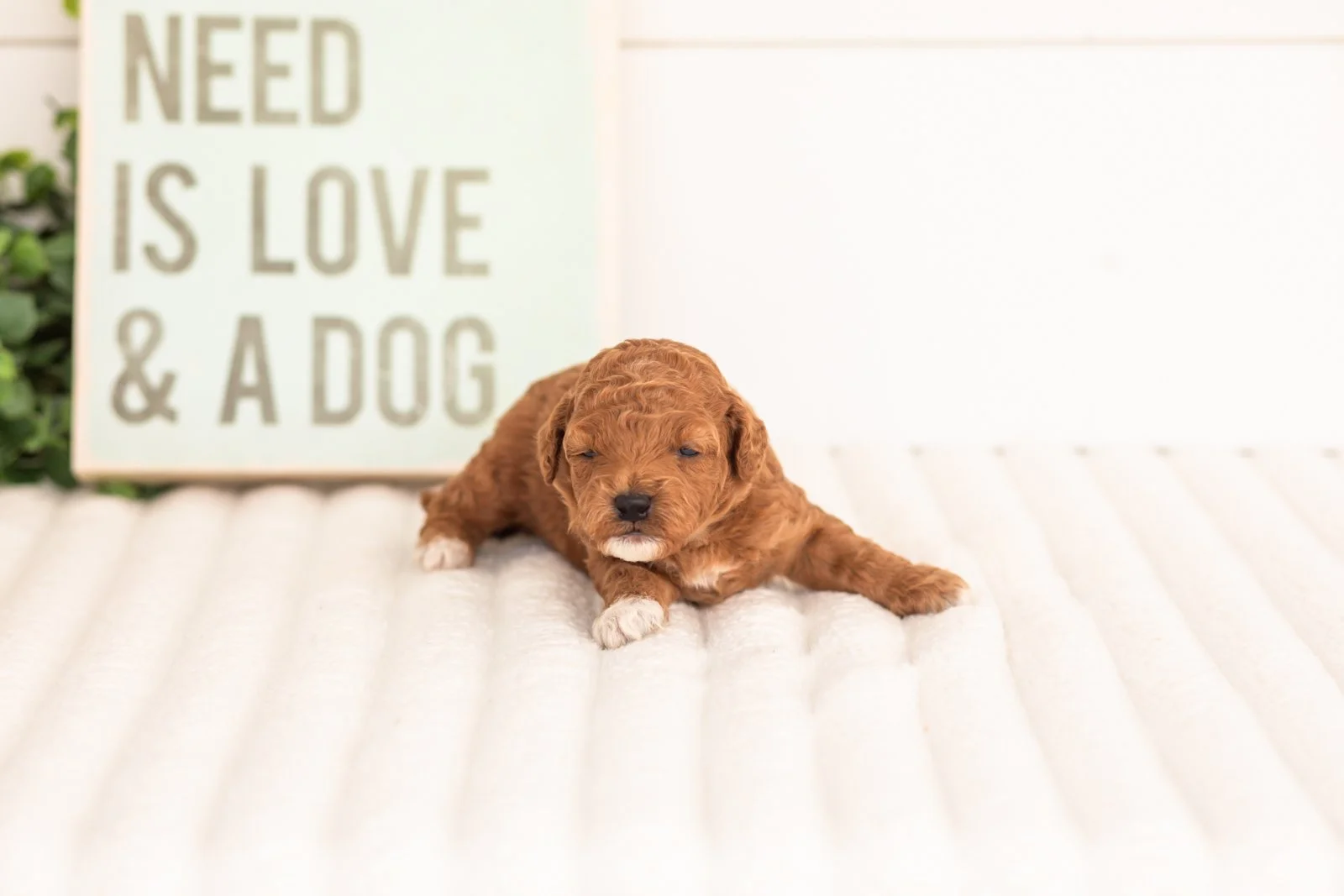 Chiffon goldendoodle for sale.jpg