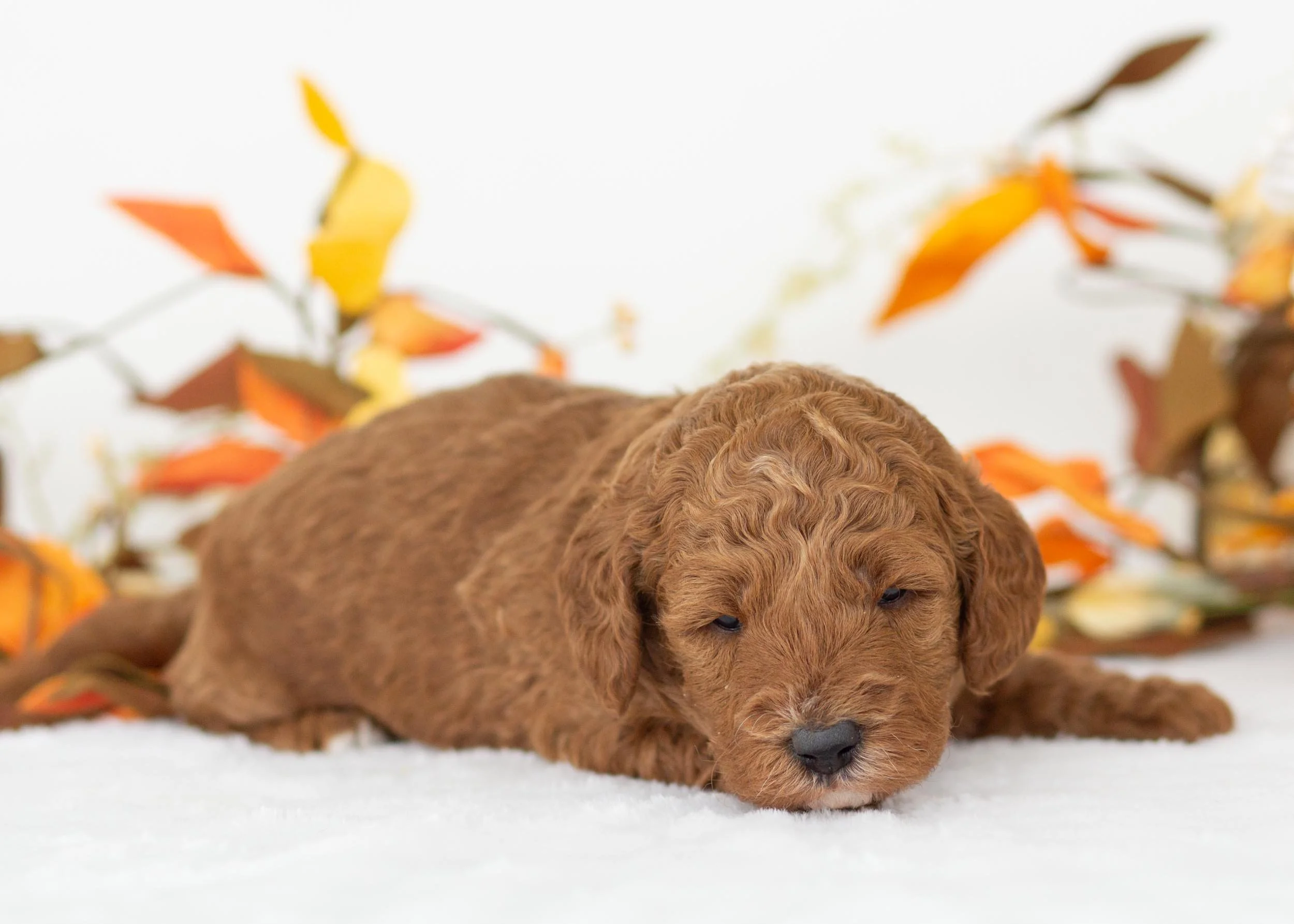 Capri goldendoodle for sale(2).jpg