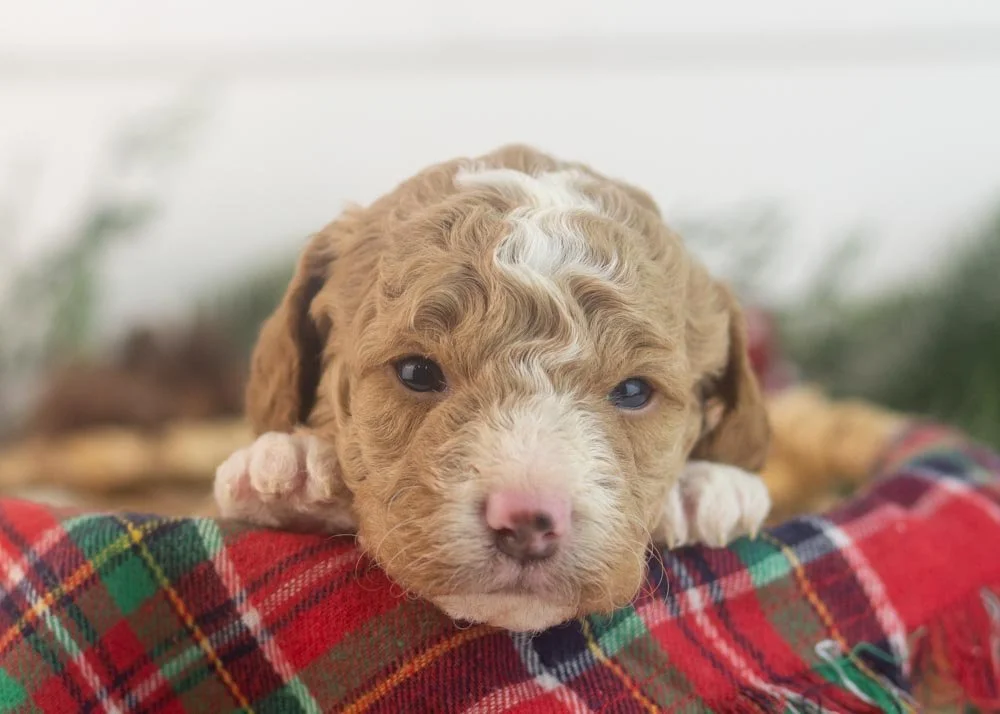 Bowser goldendoodle for sale(1).jpg