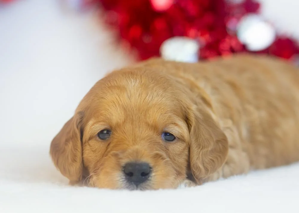 Bo Peep goldendoodle for sale(2).jpg