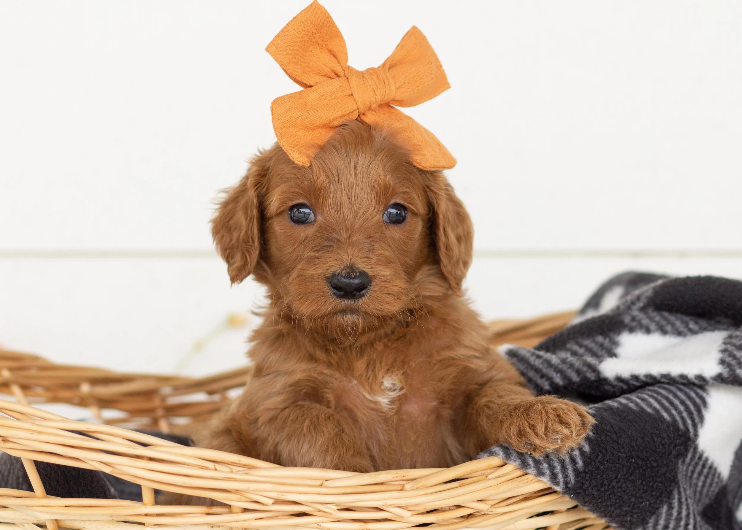Chocolate Labradoodle Rescue Labradoodle For Sale Cheap Australian