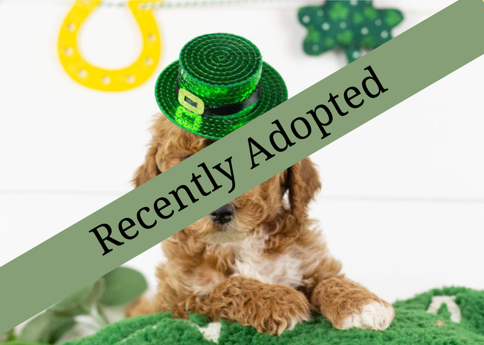 goldendoodle for sale