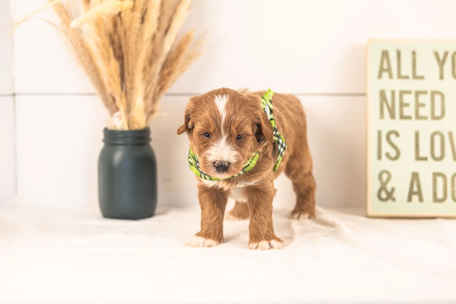 Westley goldendoodle for sale.jpg