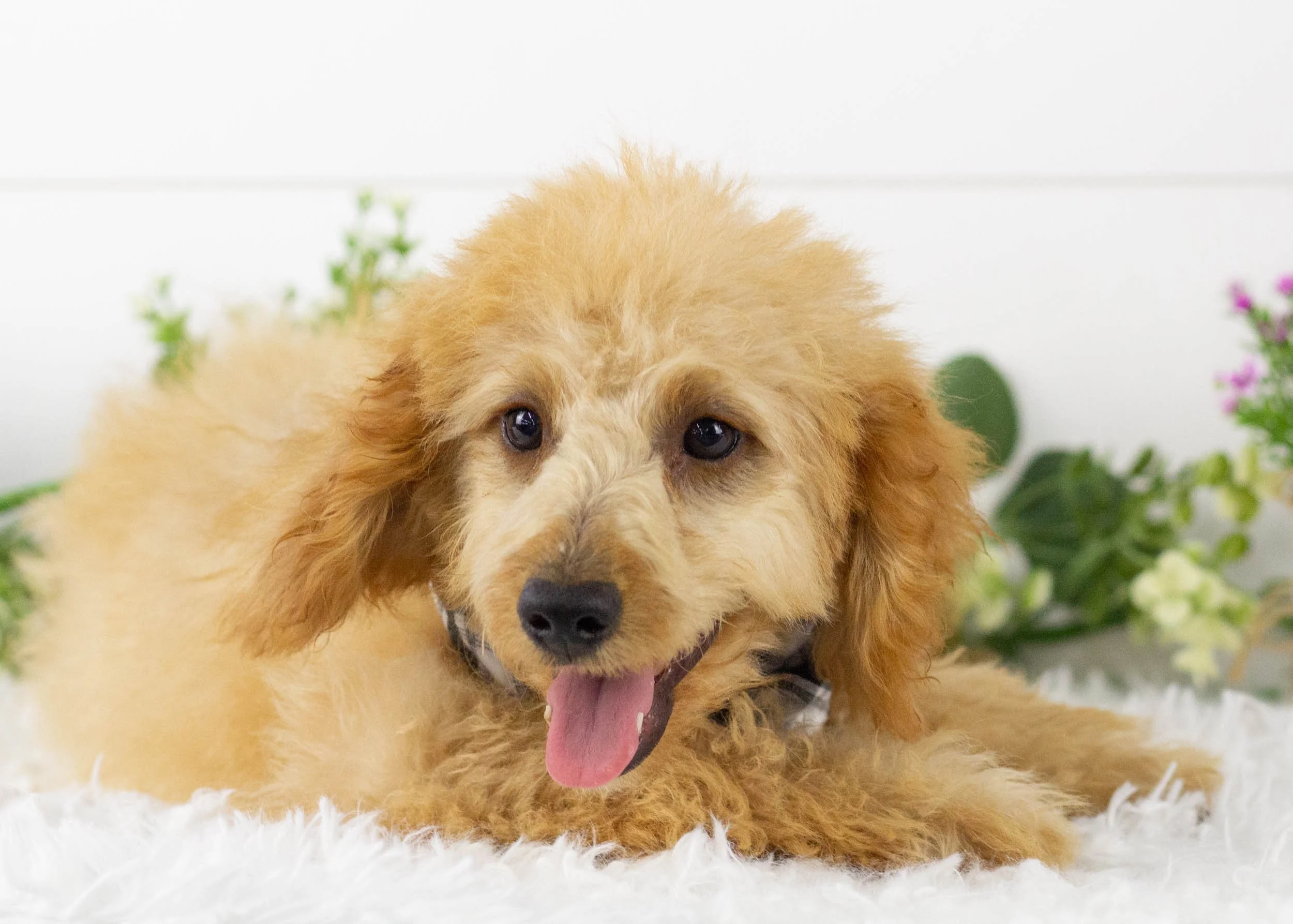 Frankie goldendoodle for sale(1).jpg