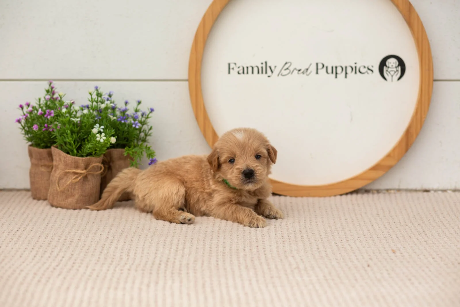 ethan goldendoodle for sale.jpg