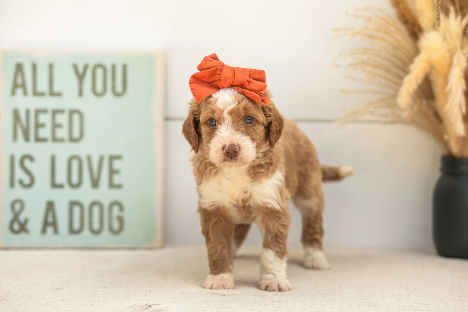 Wren goldendoodle for sale(2).jpg