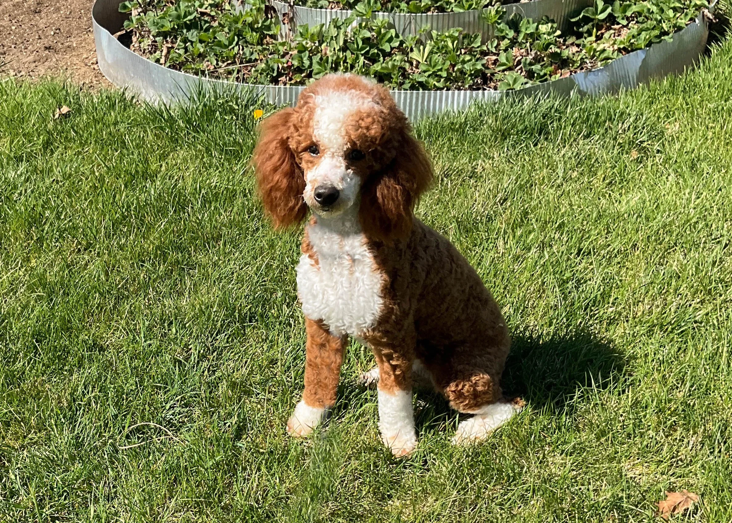 dad poodle