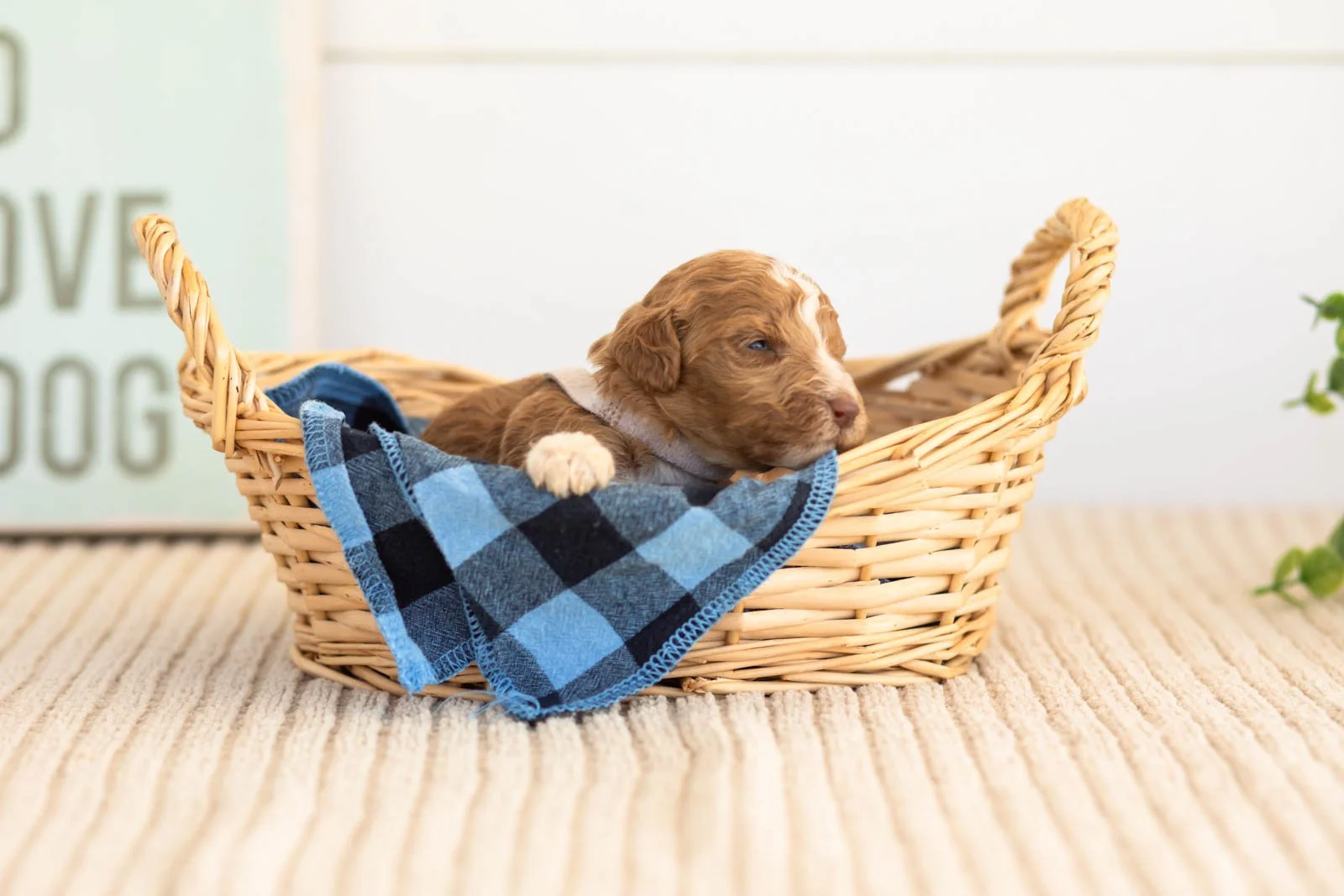 Tatra goldendoodle for sale.jpg