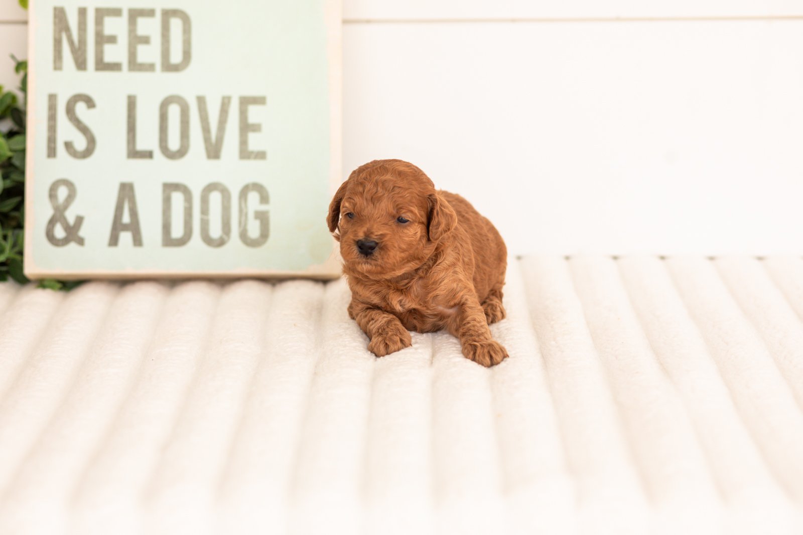 Lace goldendoodle for sale(2).jpg