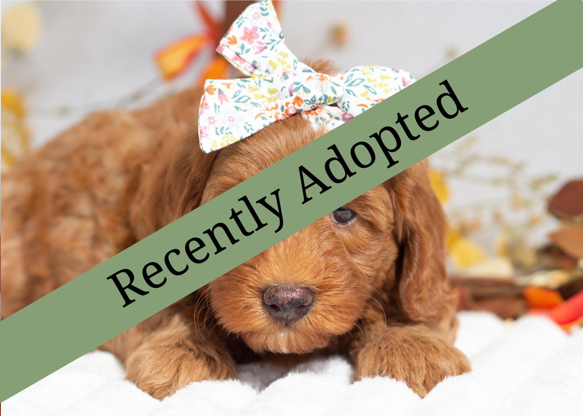 goldendoodle for sale