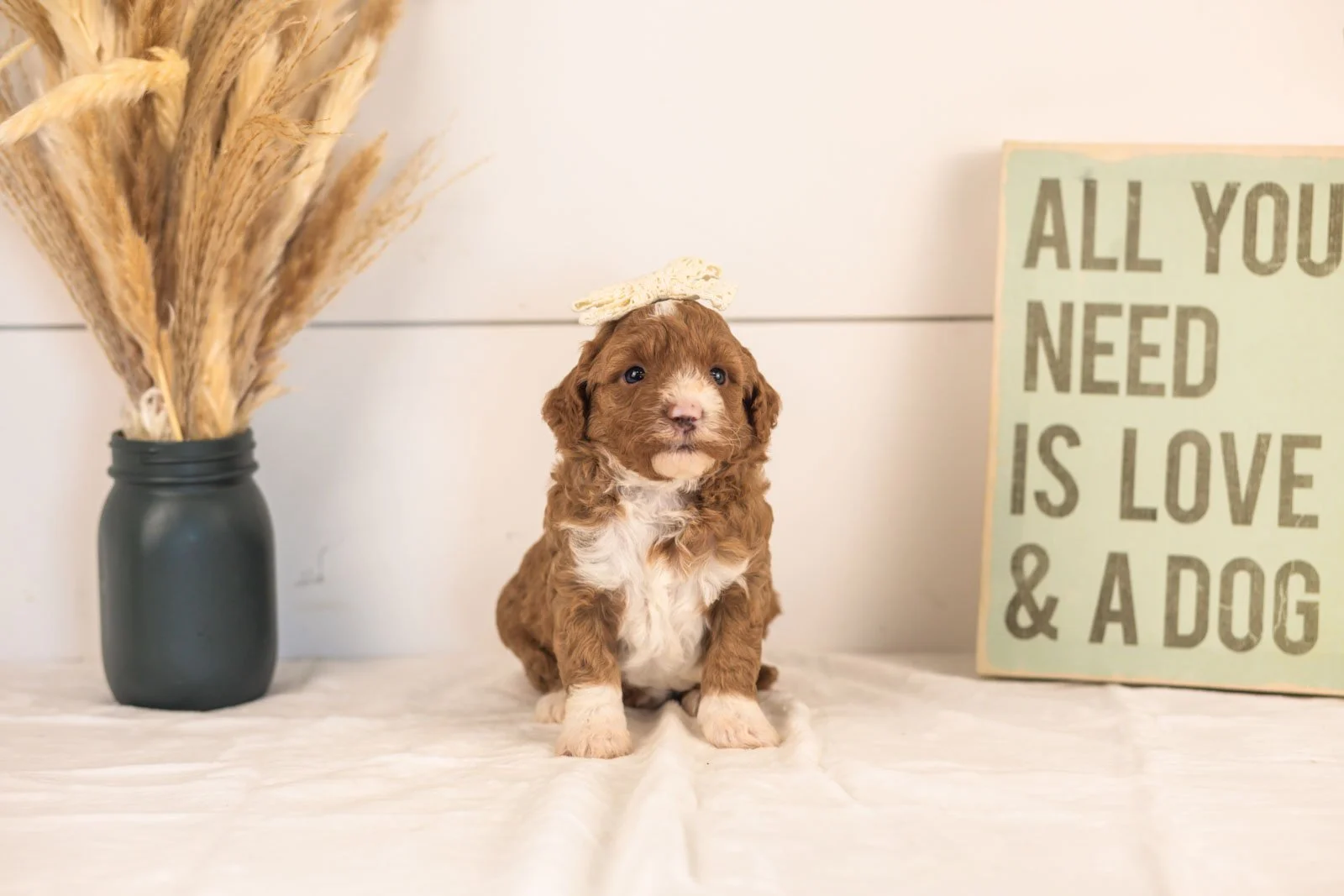 Dodgers goldendoodle for sale(3).jpg
