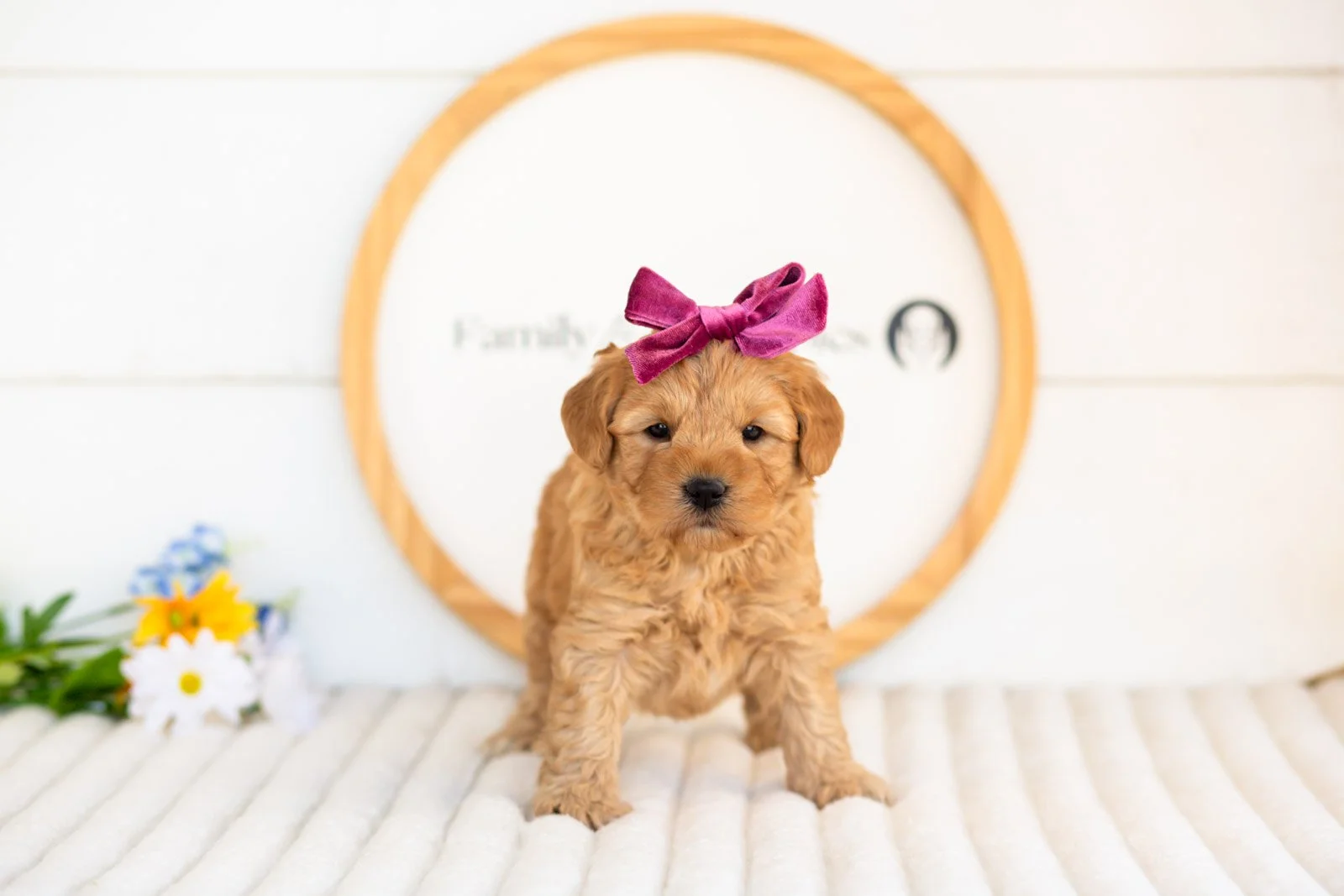 edith goldendoodle for sale.(1).jpg