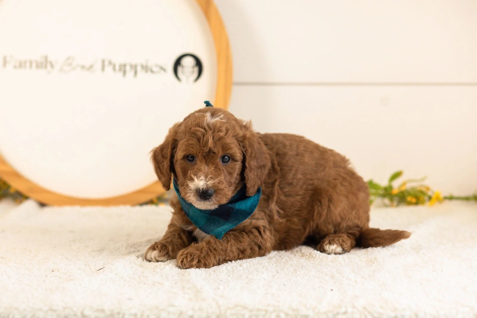 Kai goldendoodle for sale(3).jpg