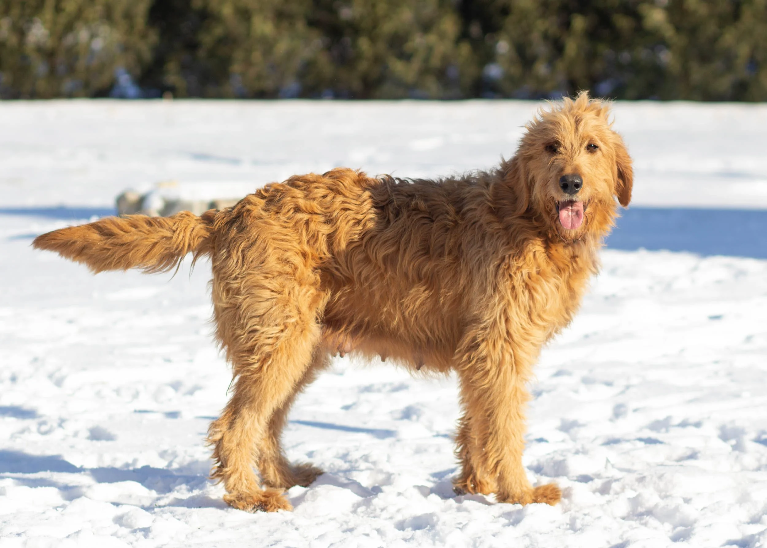 mom goldendoodle