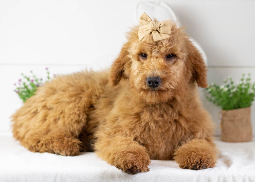 goldendoodle for sale