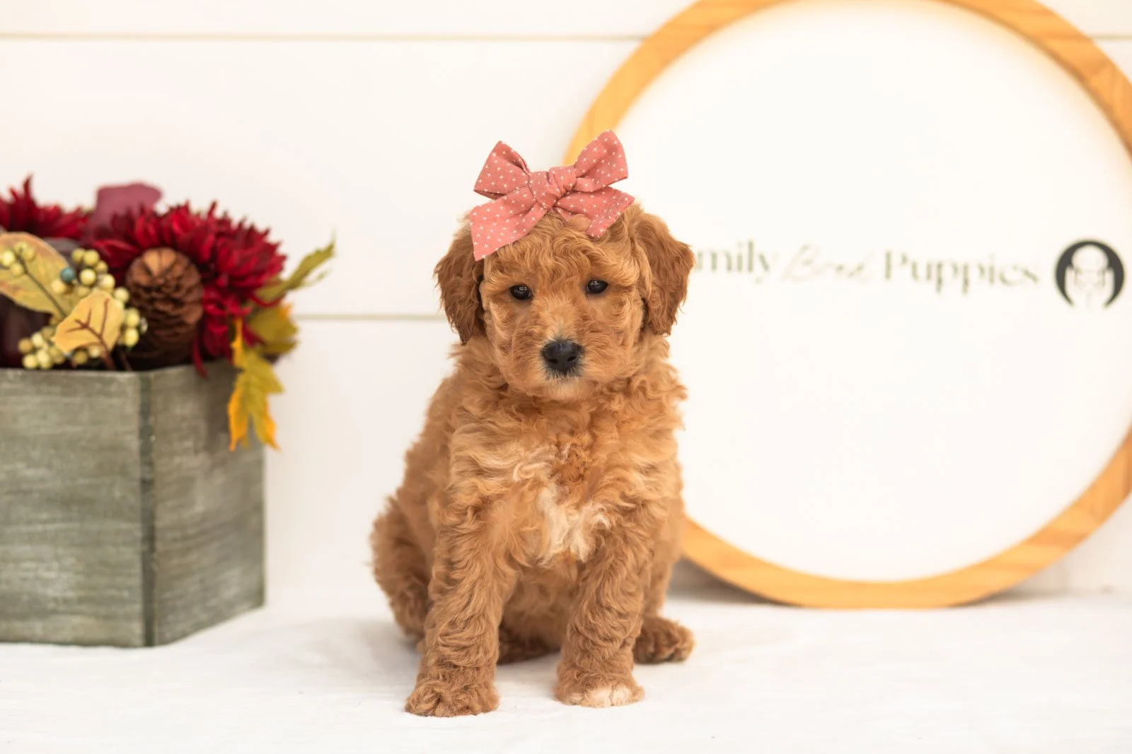 Butterfly goldendoodle for sale(4).jpg