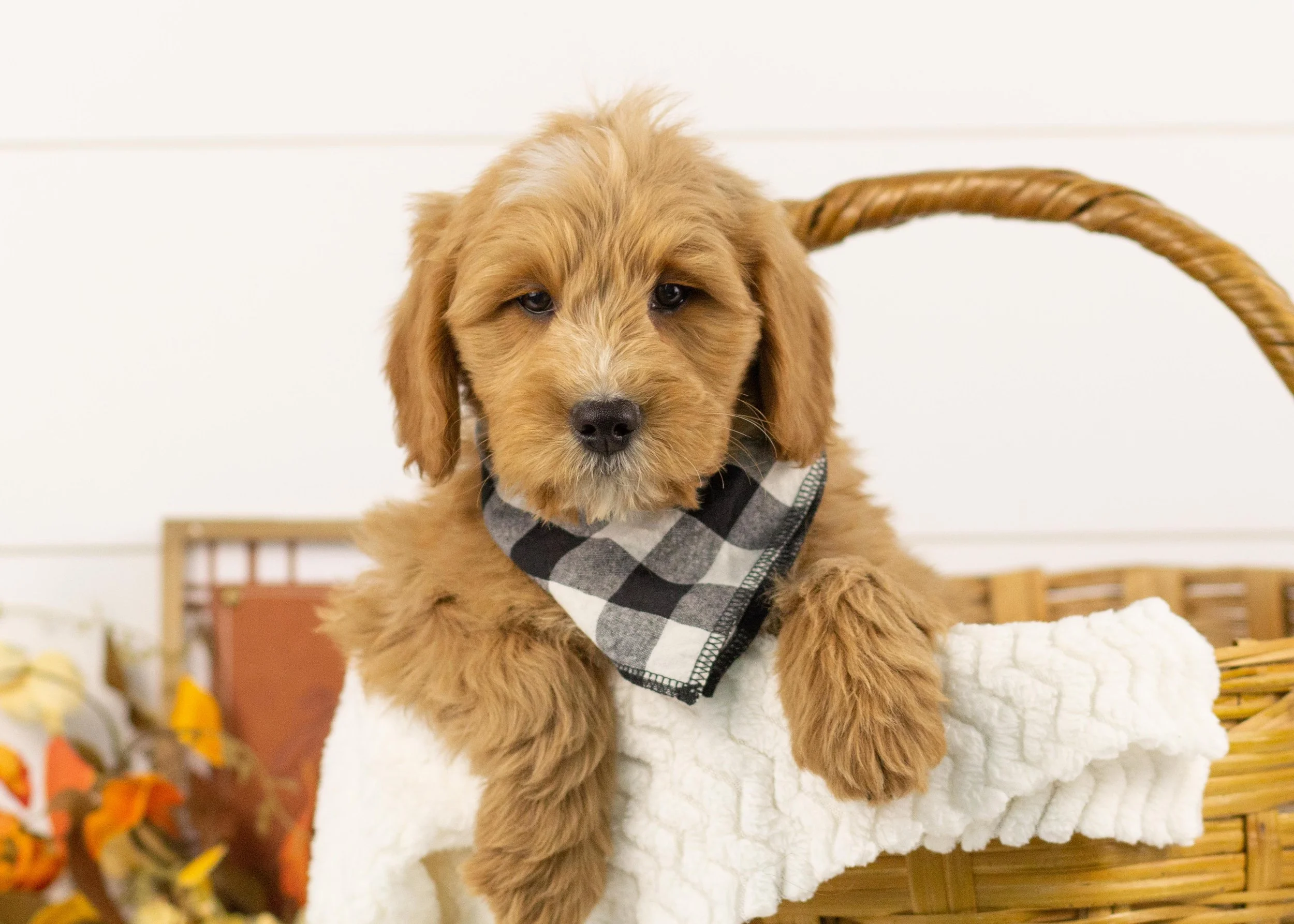 Walker goldendoodle for sale(1).jpg