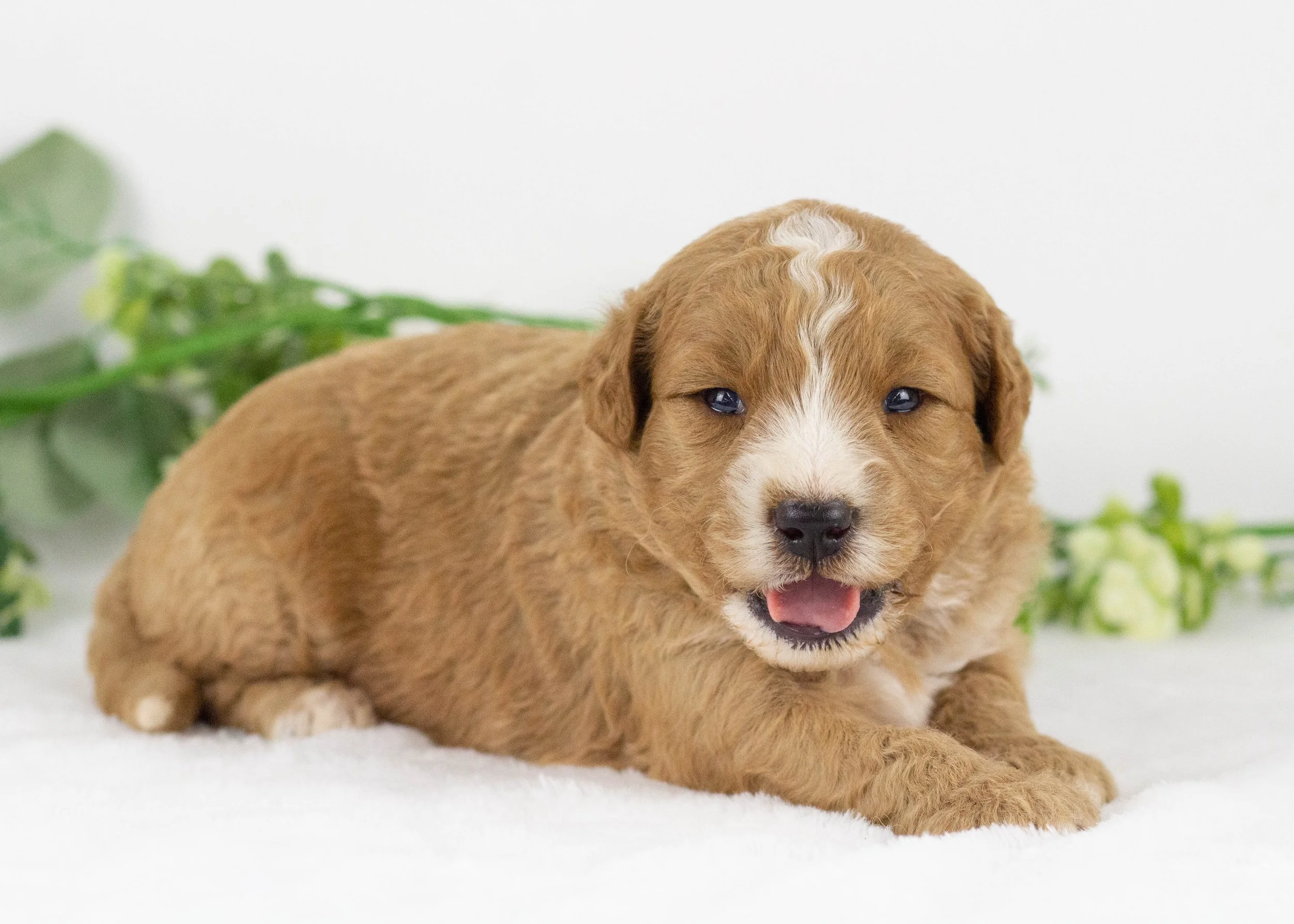 Hawk goldendoodle for sale(3).jpg