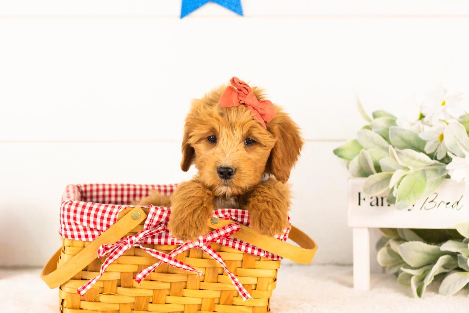 Stella goldendoodle for sale(2).jpg