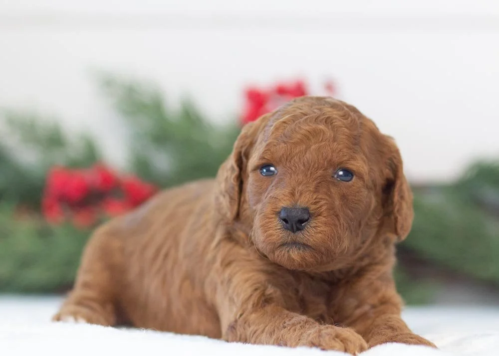 Martha May goldendoodle for sale(1).jpg