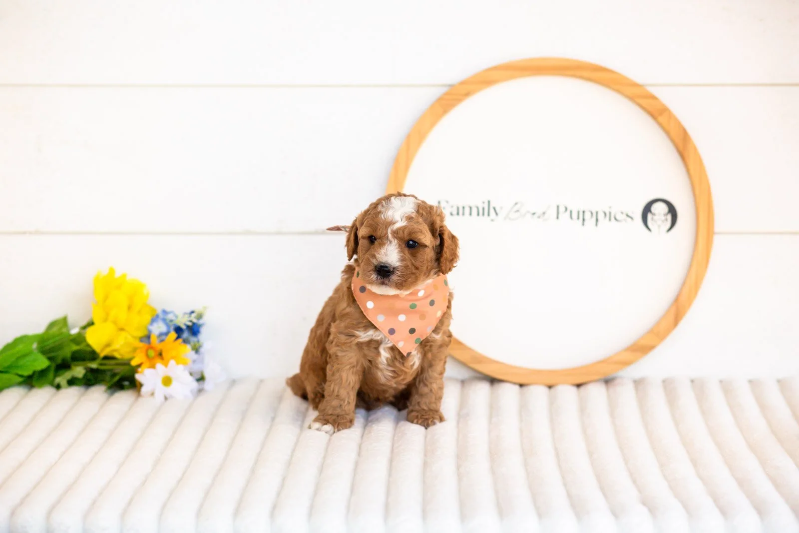 carson goldendoodle for sale(3).jpg