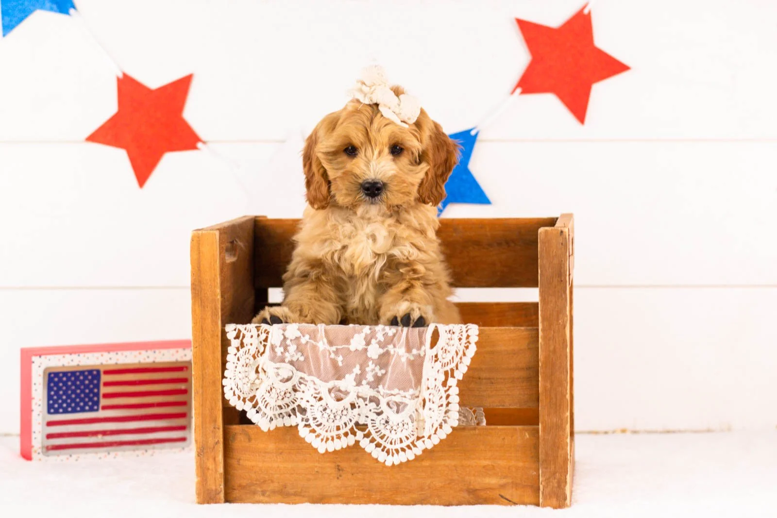 goldendoodle for sale