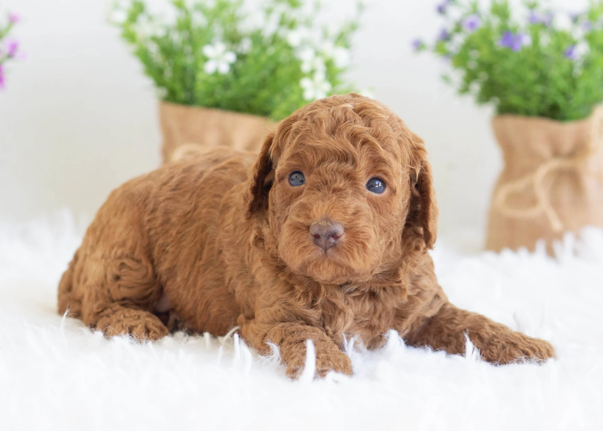 Zane Goldendoodle For Sale.jpg