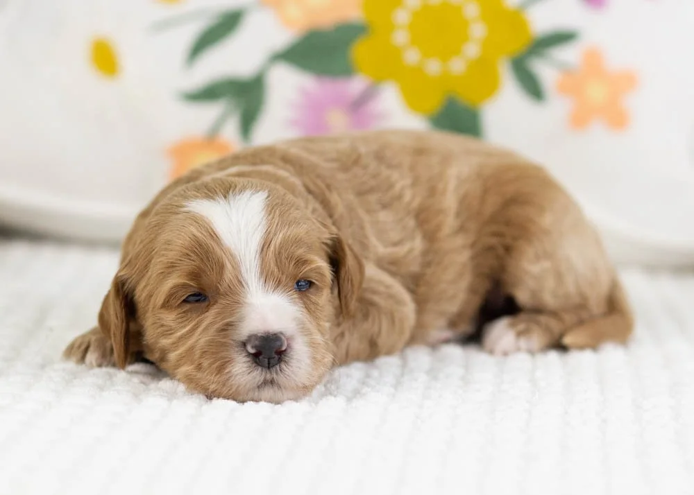fable goldendoodle for sale(3).jpg