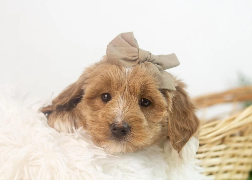elphaba goldendoodle for sale.jpg