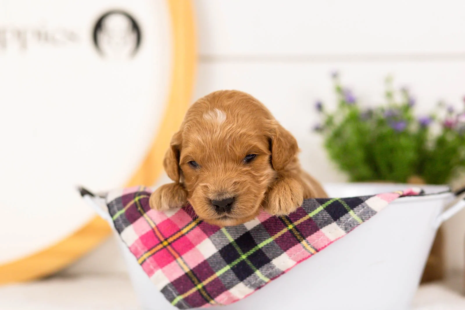 Putzie goldendoodle for sale(3).jpg