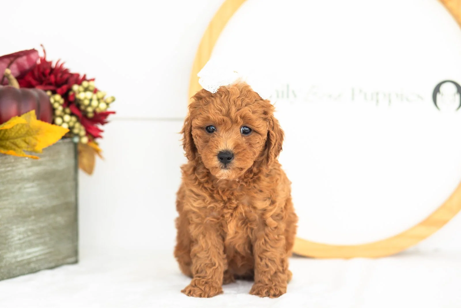 Flannel goldendoodle for sale(1).jpg