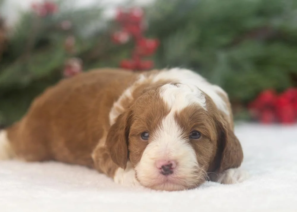 Mario goldendoodle for sale.(2).jpg