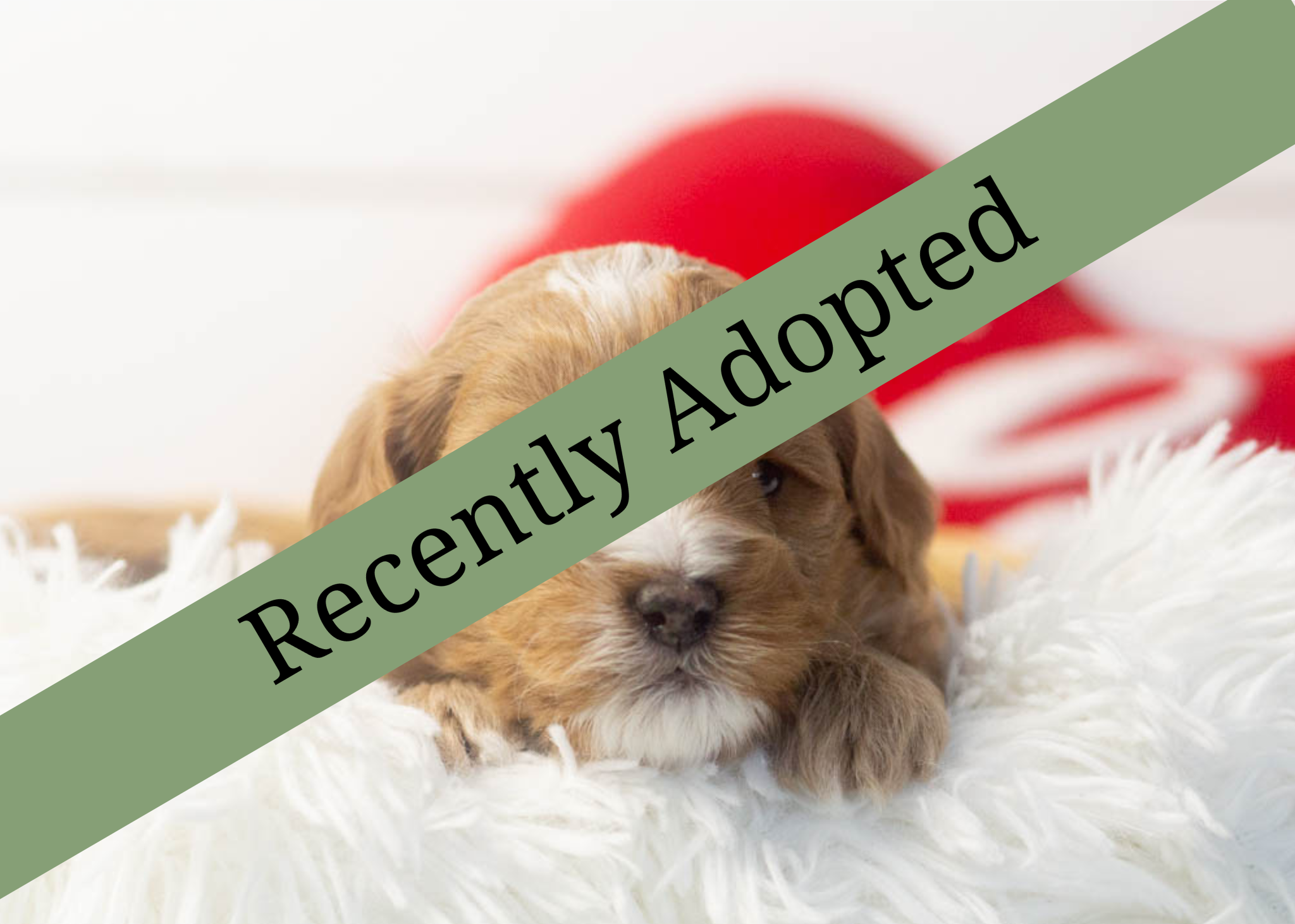 goldendoodle for sale