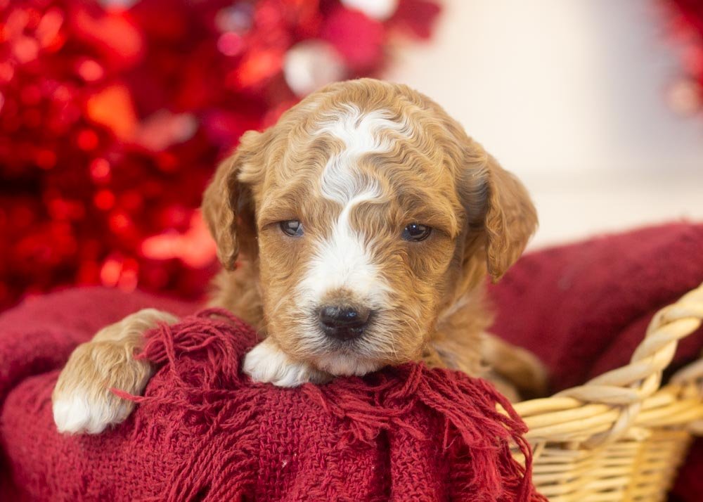 goldendoodle for sale