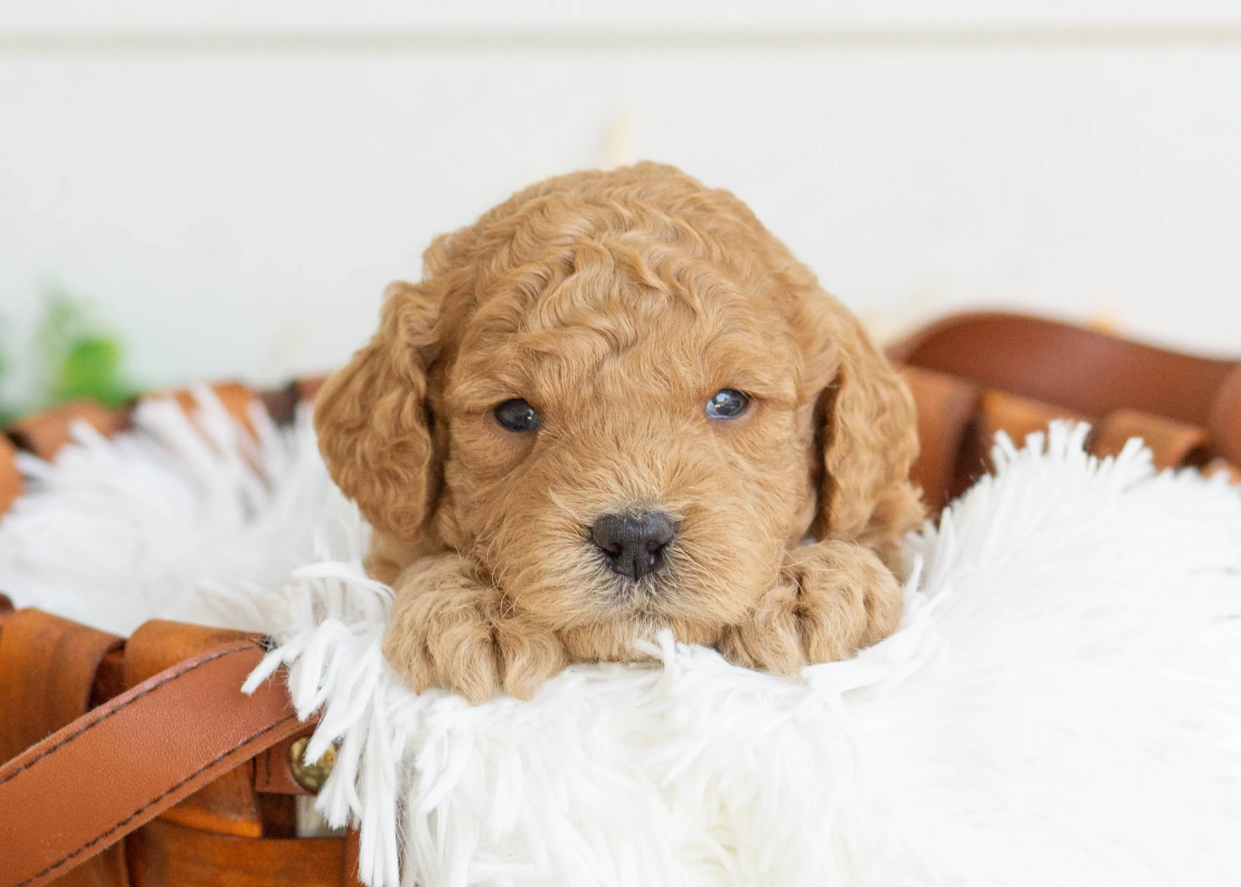 Bella goldendoodle for sale.jpg