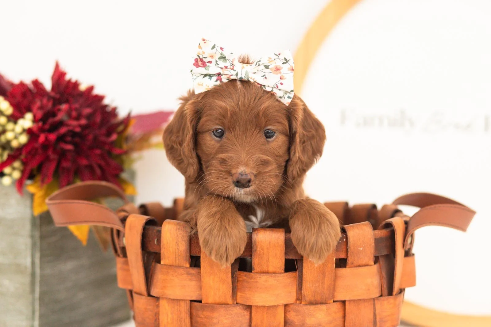 Betty goldendoodle for sale.jpg