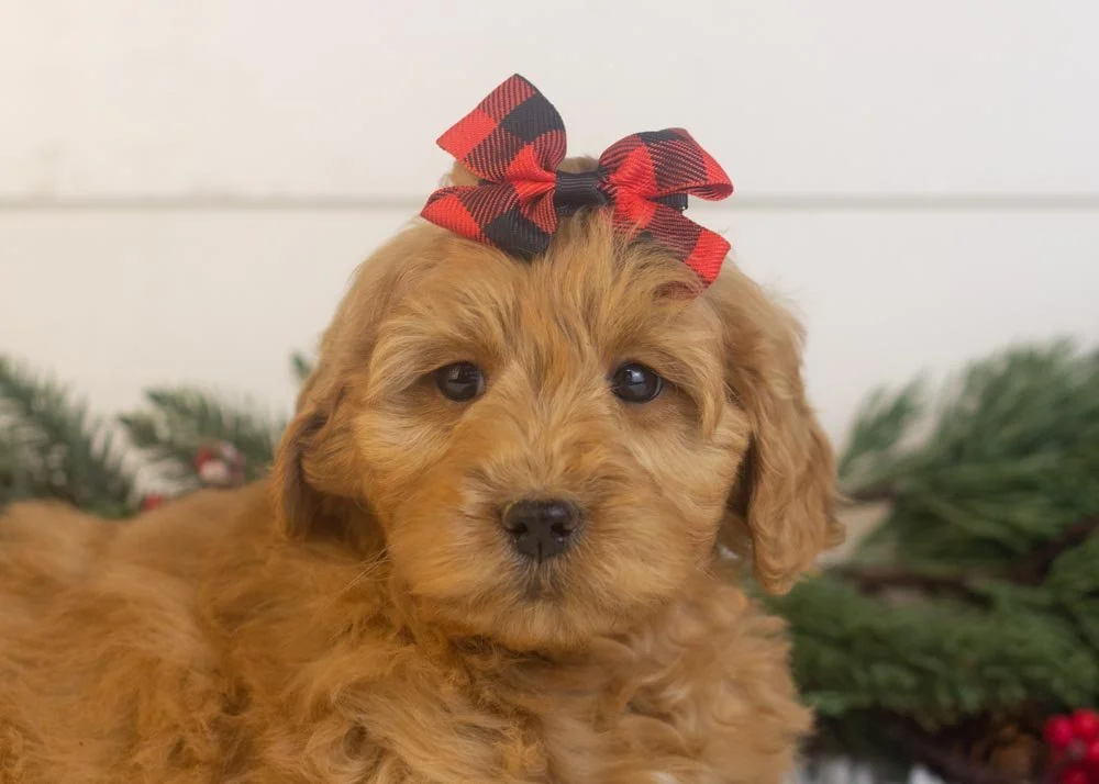 Lynx goldendoodle for sale(2).jpg