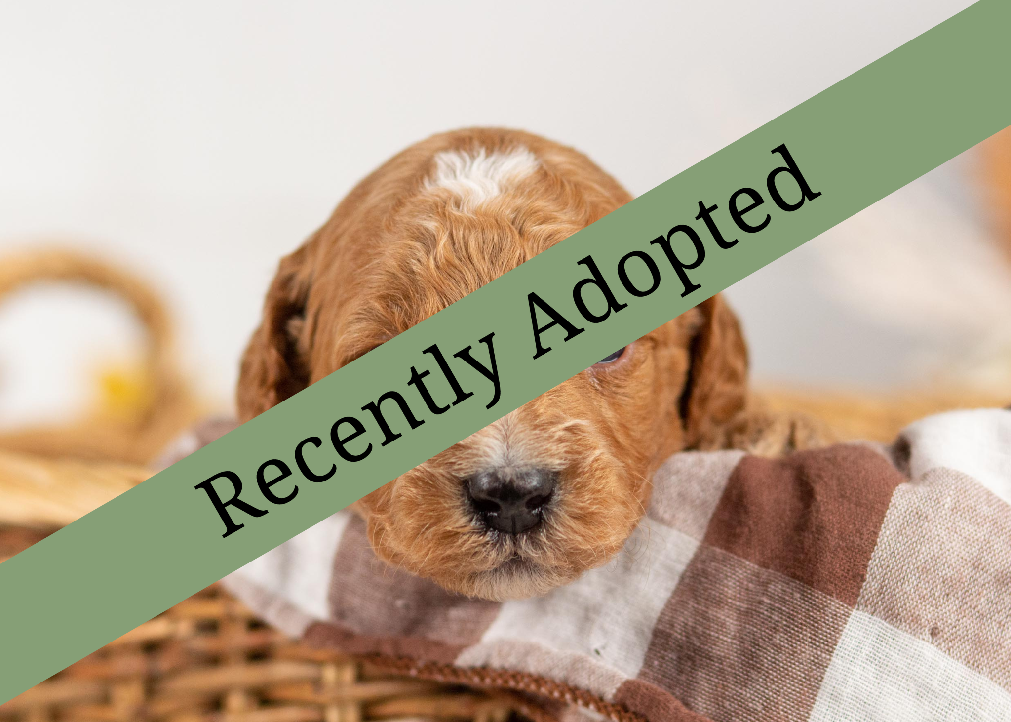 goldendoodle for sale