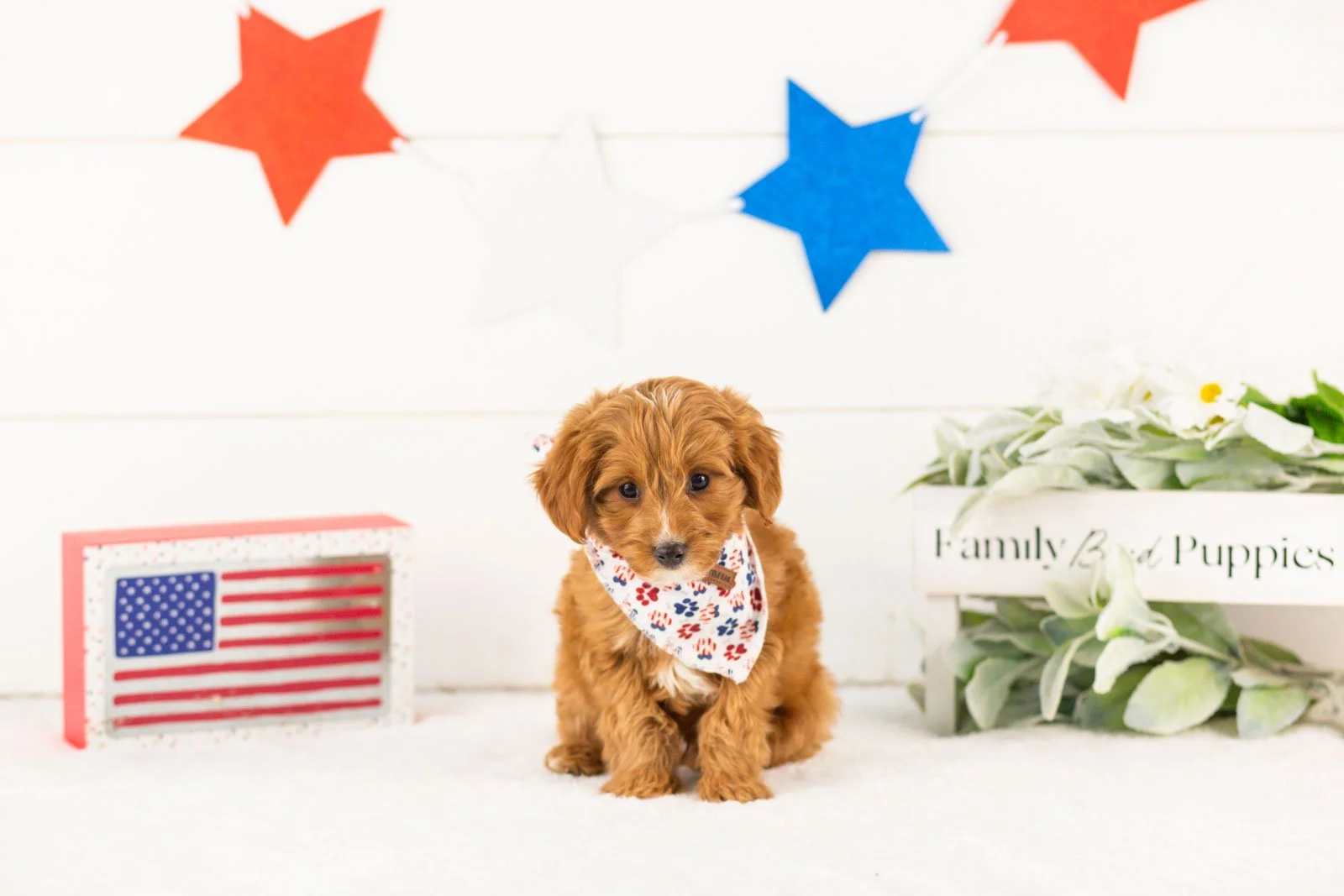 Fritter goldendoodle for sale(2).jpg