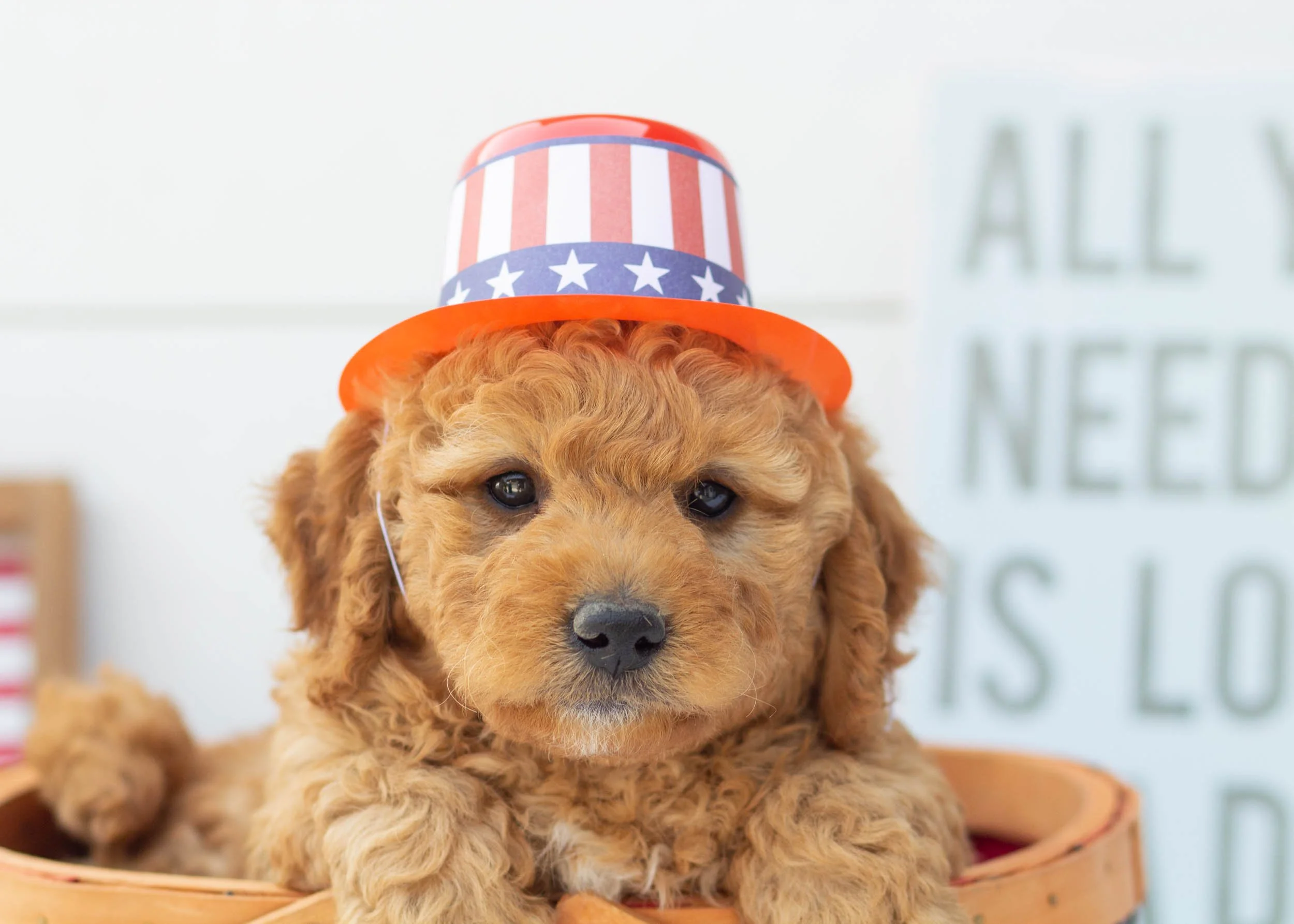 Frankie Goldendoodle For Sale6.jpg