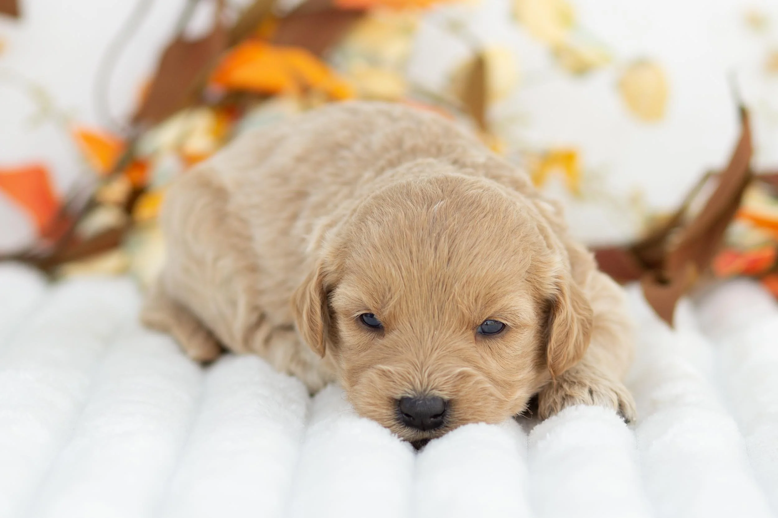 Ricotta goldendoodle for sale(2).jpg