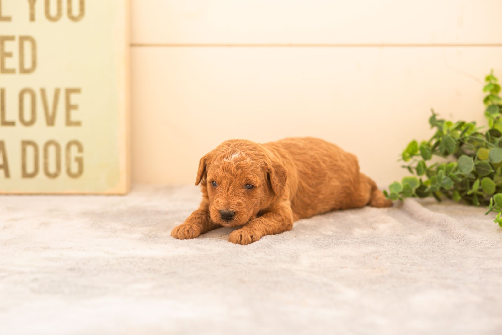 Mocha goldendoodle for sale.jpg