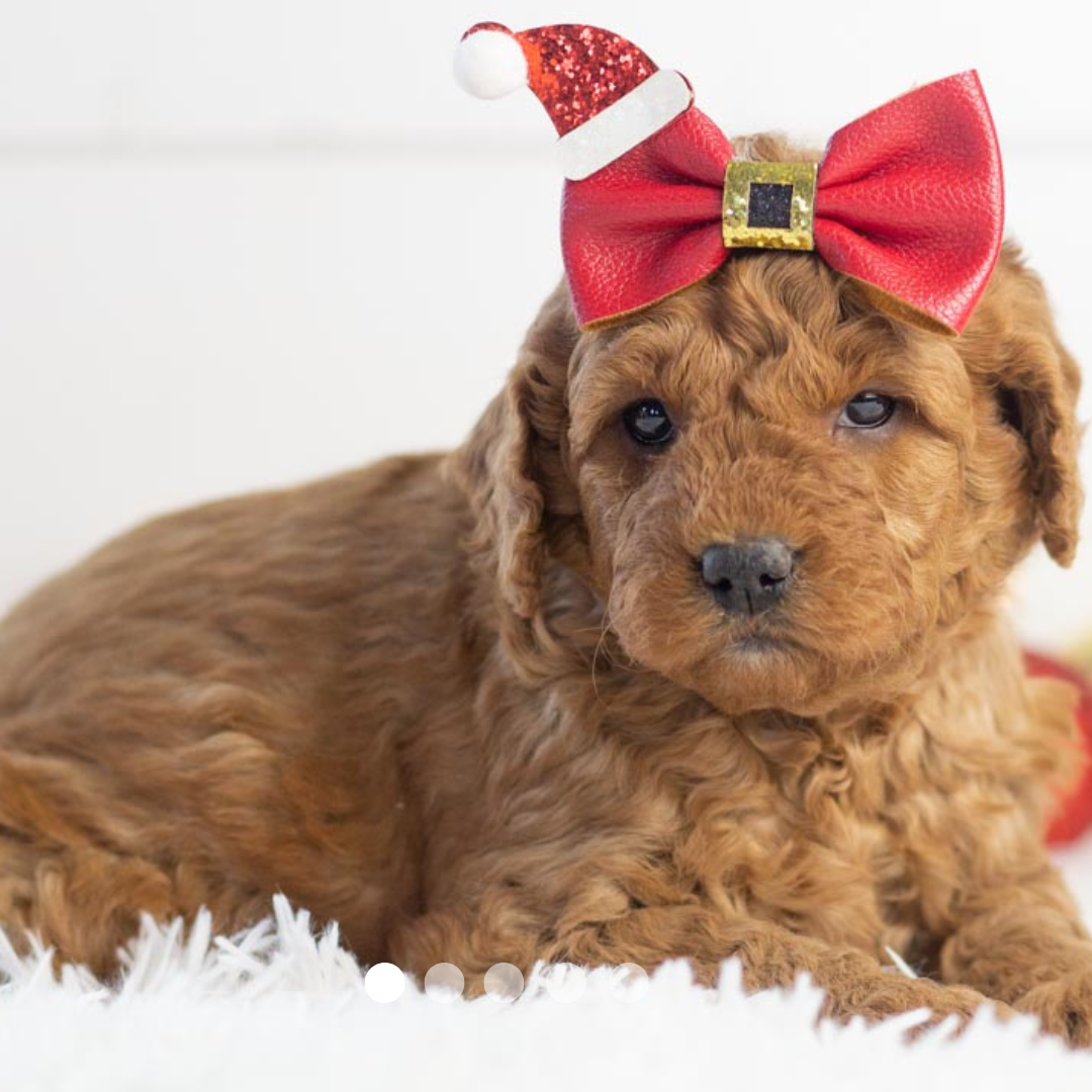 Copy of FBP Design.png