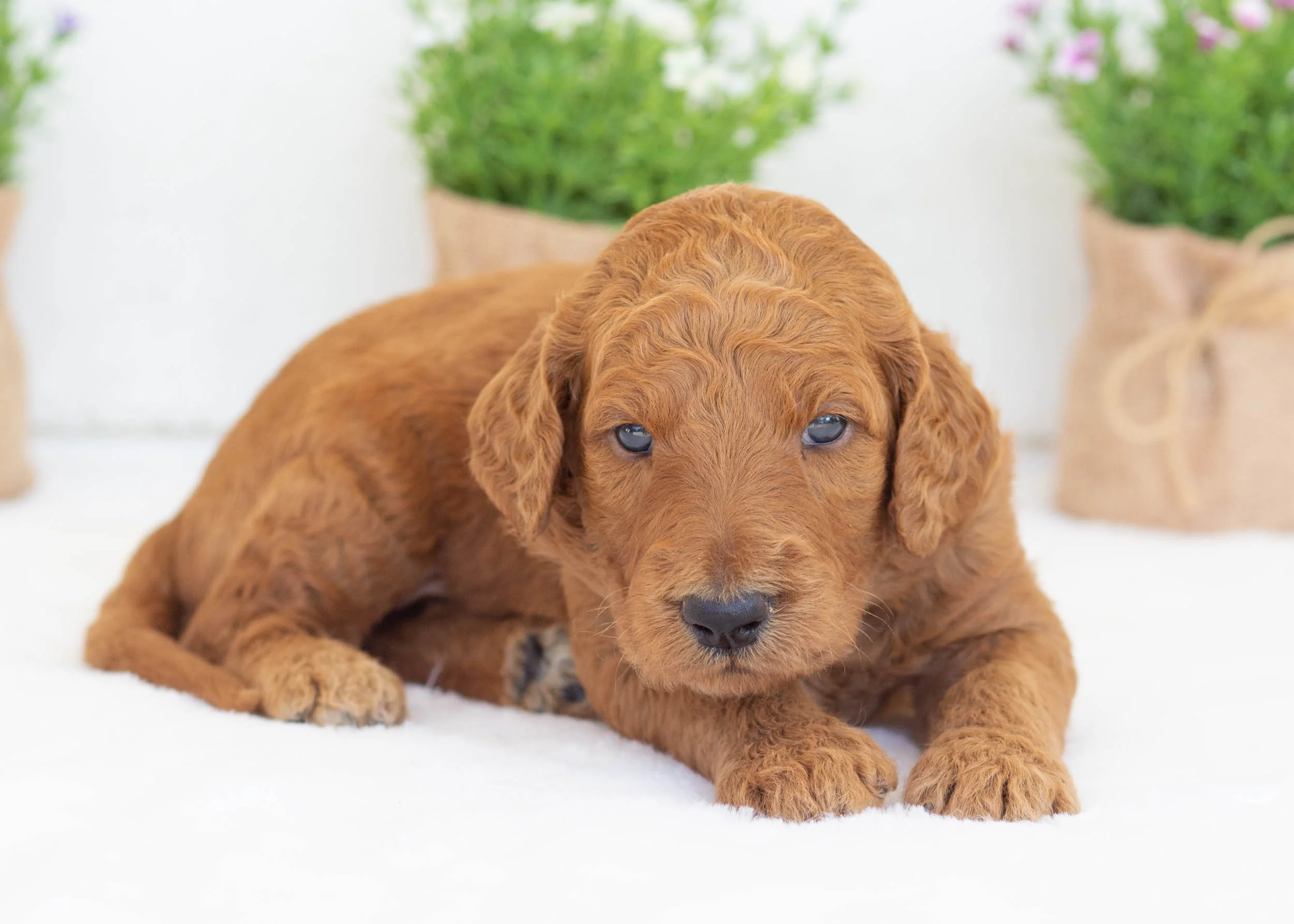 Slate goldendoodle for sale4.jpg