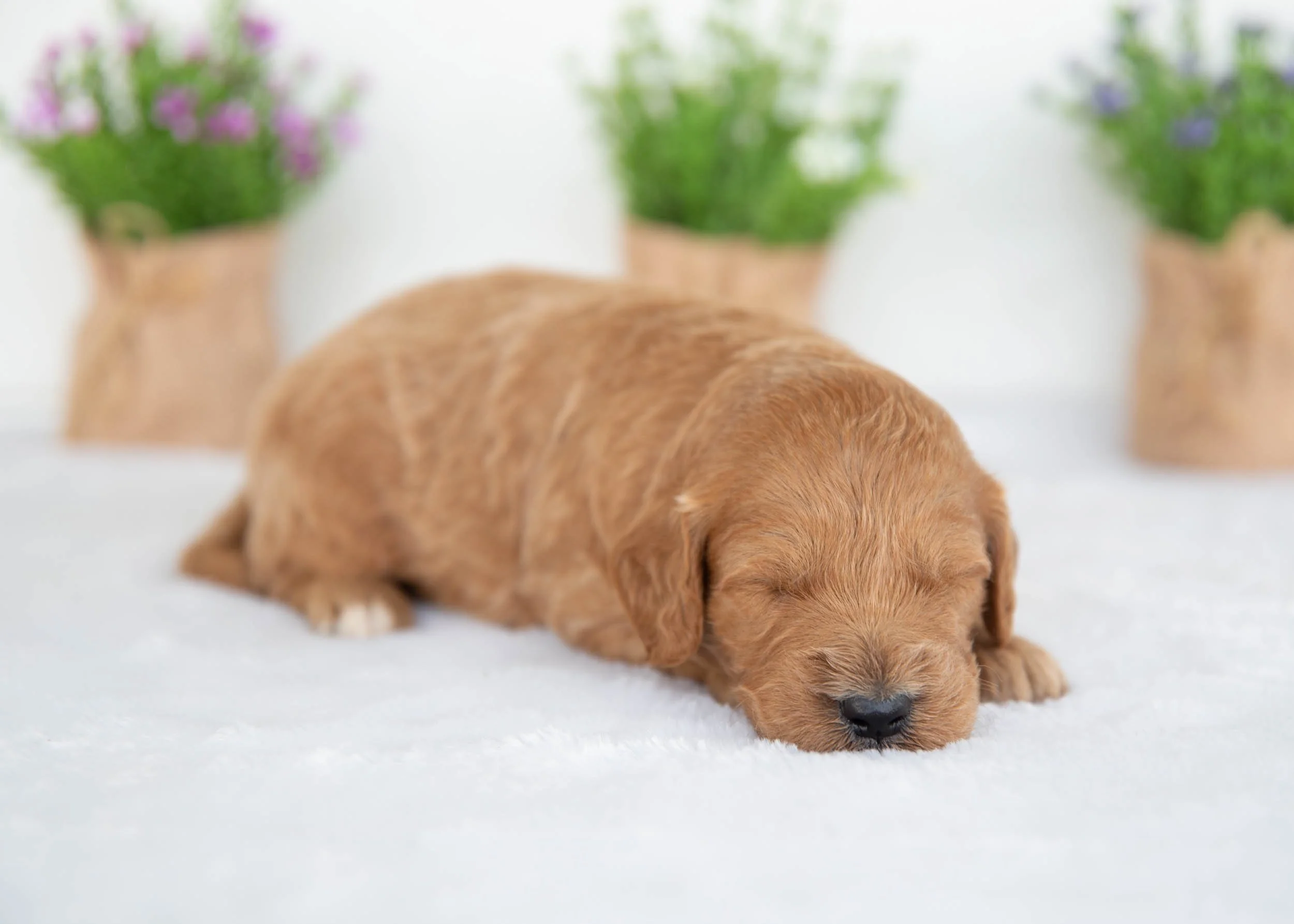 Kona Goldendoodle For Sale..jpg