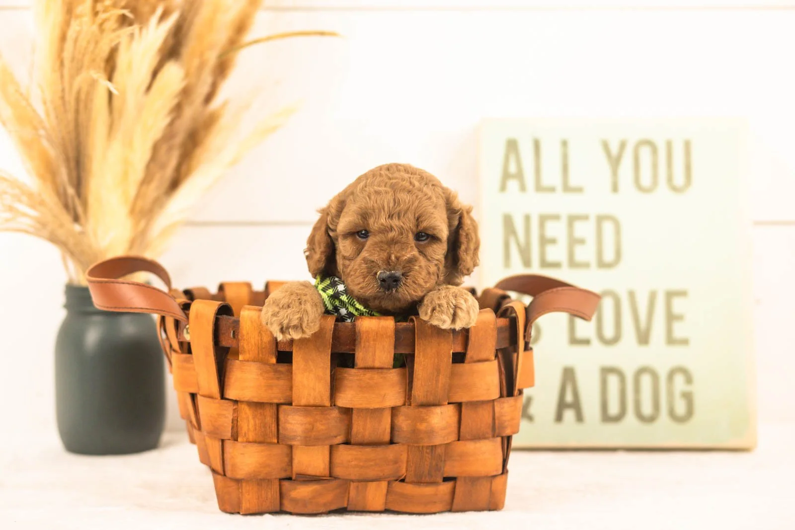 Sprout goldendoodle for sale.jpg